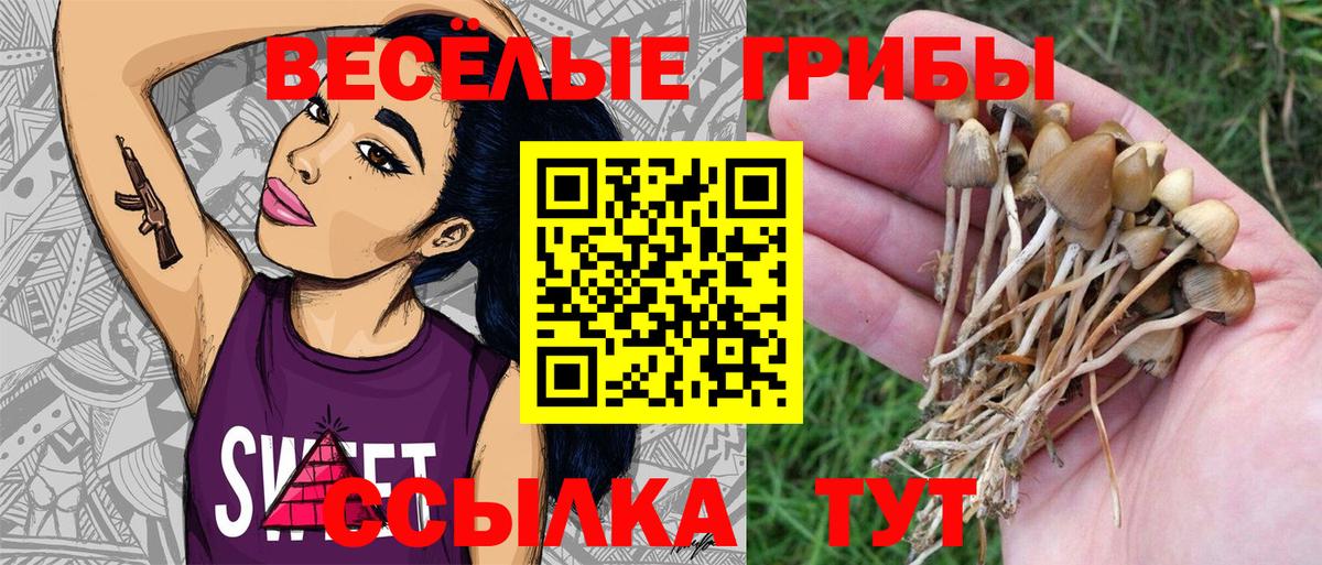 Псилоцибиновые грибы Cubensis Нижний Новгород